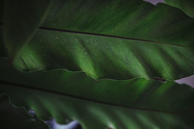 Full frame shot of green leaves