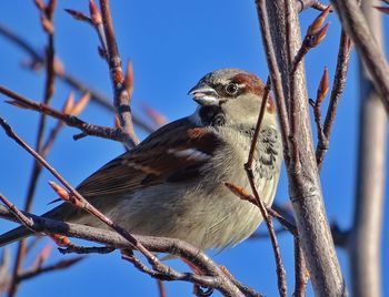 Low angle view of bird perching on tree against blue sky