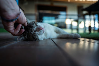 Close-up of a cat