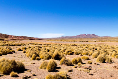 Scenic view of arid landscape against clear blue sky