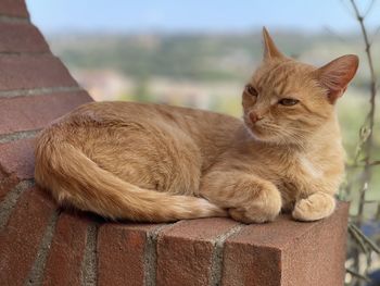 cat