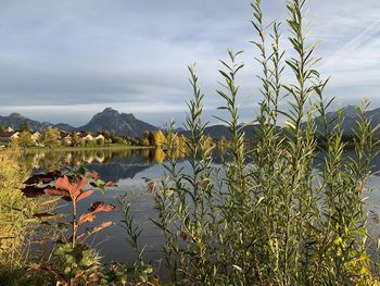 Plants by lake against sky