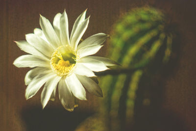 Close-up of yellow flower