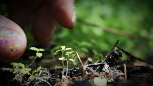 Close-up of mushroom growing on field