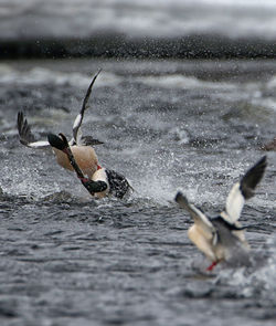 Ducks swimming in sea