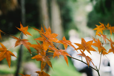 Close-up of maple leaves on tree during autumn