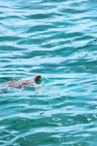 High angle view of turtle swimming in sea