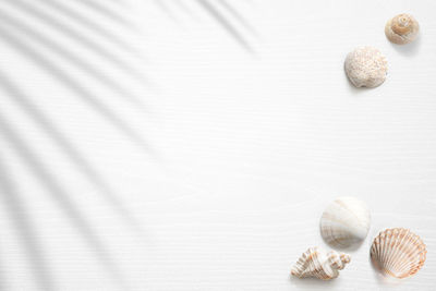 shell