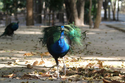 Close-up of peacock