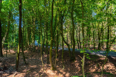 Trees growing in forest