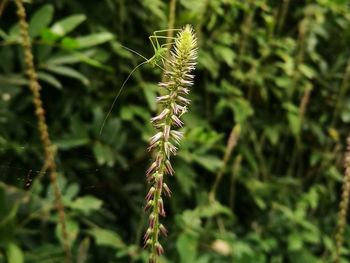 Close-up of plant