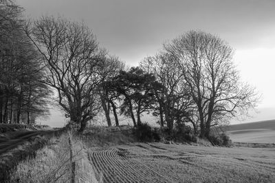 Bare trees on field against sky