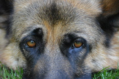 Close-up portrait of dog