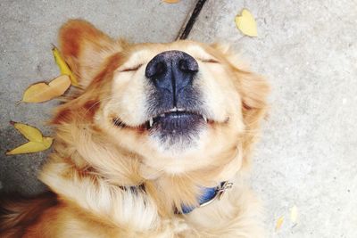 Close-up portrait of dog