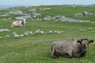 Sheep in a field