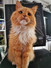 Close-up portrait of a cat