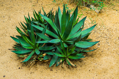 High angle view of succulent plant on field