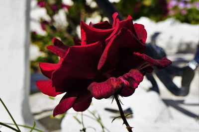 Close-up of red flower