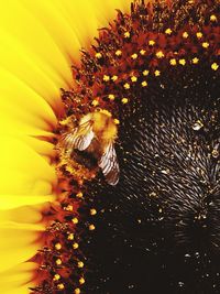 Close-up of bee pollinating on sunflower