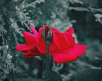 Close-up of red flower blooming outdoors