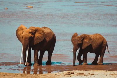 View of elephant drinking water from beach