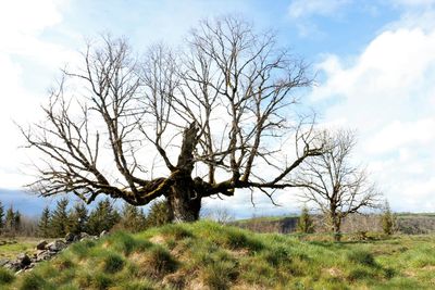 Bare tree on landscape against sky