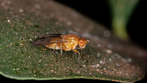 Close-up of bee