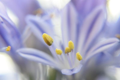 Close-up of purple crocus flower