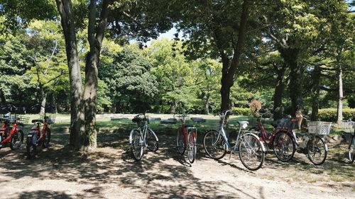 Bicycle against trees