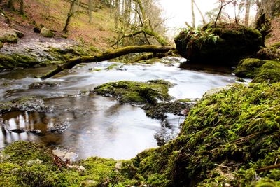 Scenic view of stream in forest