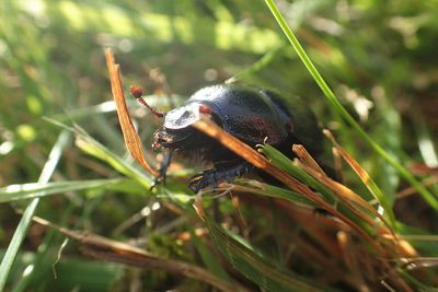 Close-up of insect on grass