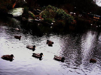 High angle view of ducks swimming in lake