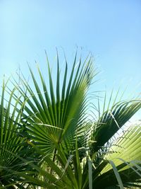 Low angle view of plants against clear sky