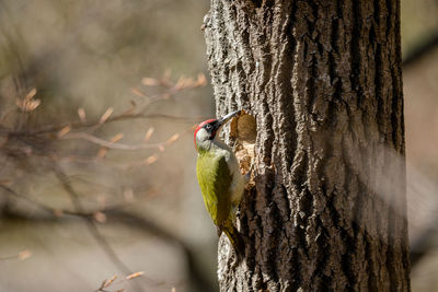 Close-up of bird perching on tree trunk