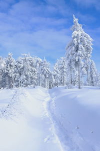 Snow covered land and trees against sky