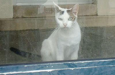 Portrait of cat by water