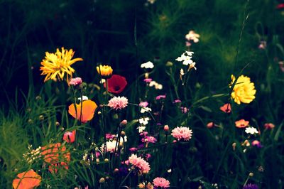 Close-up of cosmos flowers on field