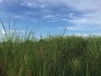Crops growing on field against sky