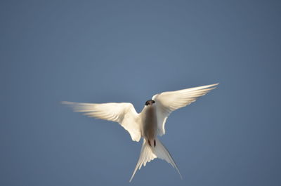 Low angle view of seagull flying in sky