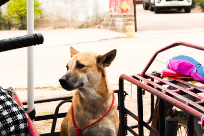 Close-up of a dog looking away