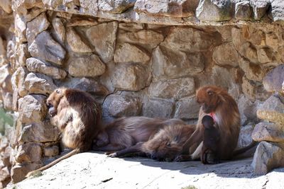 Apes relaxing on rock against wall at zoo