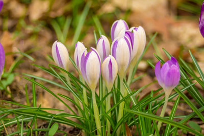 Close-up of purple crocus flowers on field