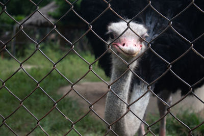 Close-up of monkey on chainlink fence at zoo