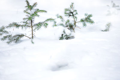 Trees on snow covered field against sky