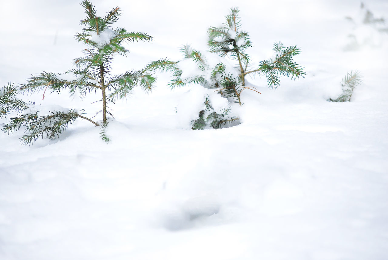 SNOW COVERED FIELD AGAINST SKY