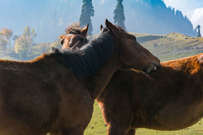 View of two horses on field against sky