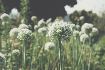 Close-up of flowering plant on field