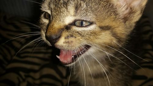 Close-up portrait of cat snarling