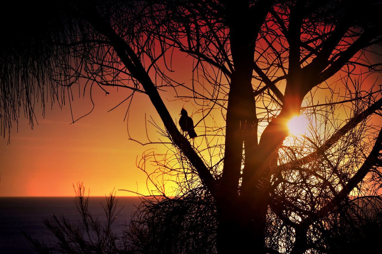 SILHOUETTE TREES AGAINST SKY DURING SUNSET