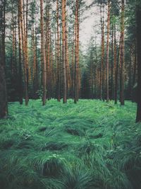 Pine trees in forest